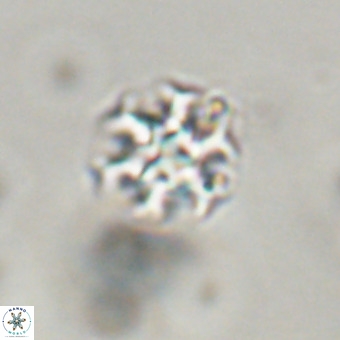 Discoaster stellimicros VR 19171