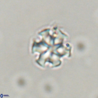 Discoaster stellimicros VR 19172