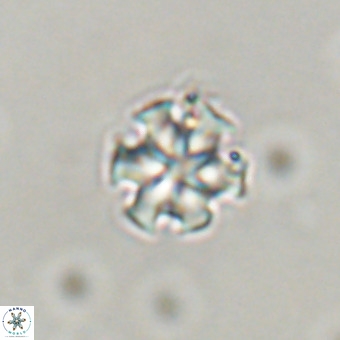 Discoaster stellimicros VR 19172