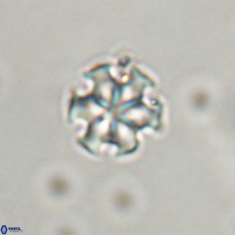 Discoaster stellimicros VR 19173