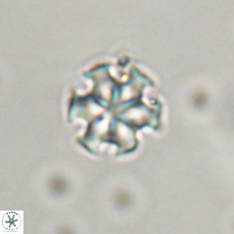 Discoaster stellimicros VR 19173