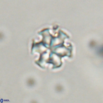 Discoaster stellimicros VR 19174