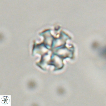 Discoaster stellimicros VR 19174