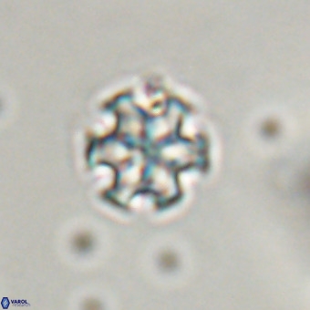 Discoaster stellimicros VR 19175