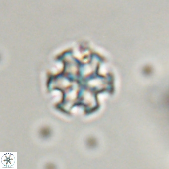 Discoaster stellimicros VR 19175