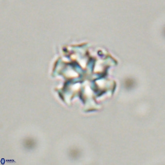 Discoaster stellimicros VR 19176