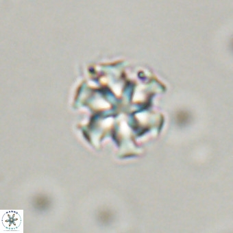 Discoaster stellimicros VR 19176
