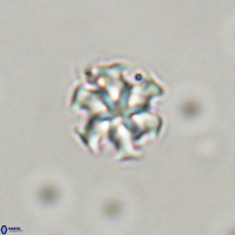 Discoaster stellimicros VR 19177