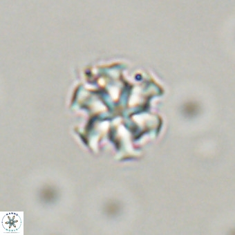 Discoaster stellimicros VR 19177