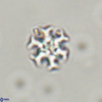 Discoaster stellimicros VR 19178