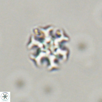 Discoaster stellimicros VR 19178