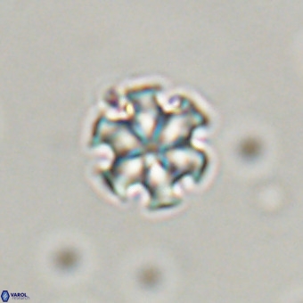 Discoaster stellimicros VR 19179