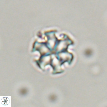 Discoaster stellimicros VR 19179