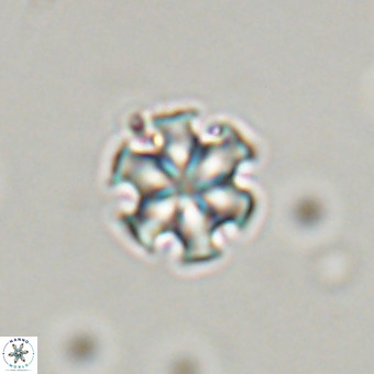 Discoaster stellimicros VR 19180