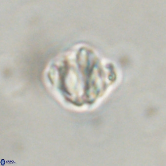 Discoaster stellimicros VR 19181