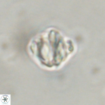 Discoaster stellimicros VR 19181