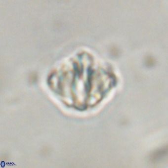 Discoaster stellimicros VR 19182