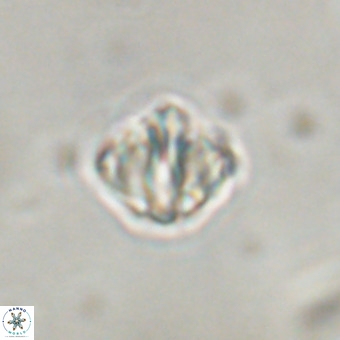 Discoaster stellimicros VR 19182