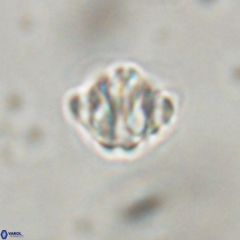 Discoaster stellimicros VR 19183