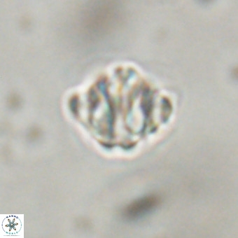 Discoaster stellimicros VR 19183