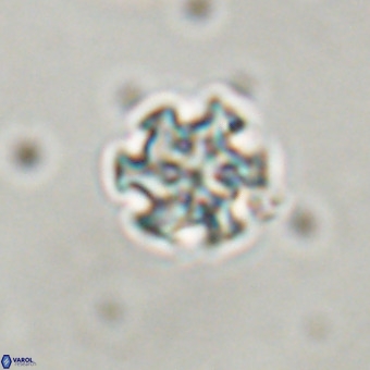 Discoaster stellimicros VR 19184