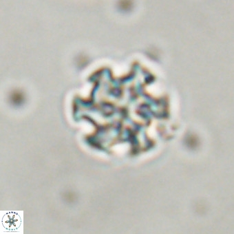 Discoaster stellimicros VR 19184