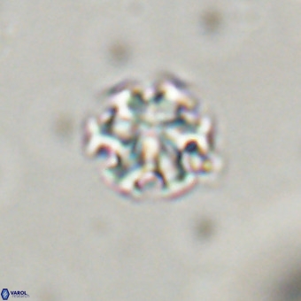 Discoaster stellimicros VR 19185