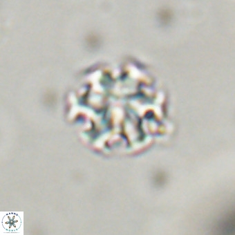 Discoaster stellimicros VR 19185
