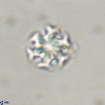 Discoaster stellimicros VR 19188