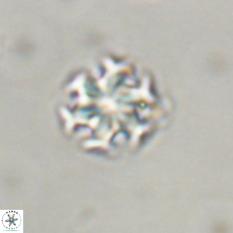 Discoaster stellimicros VR 19188