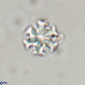 Discoaster stellimicros VR 19189