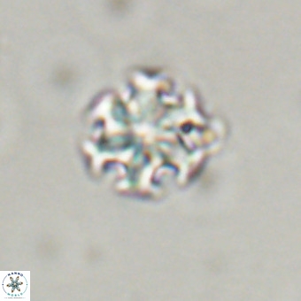 Discoaster stellimicros VR 19189