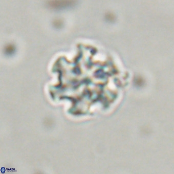 Discoaster stellimicros VR 19190