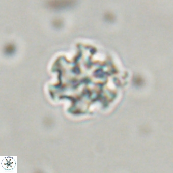 Discoaster stellimicros VR 19190