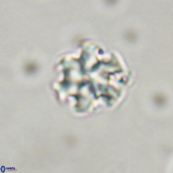 Discoaster stellimicros VR 19191