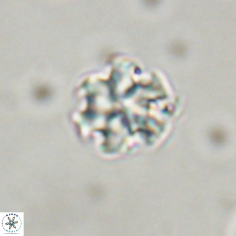 Discoaster stellimicros VR 19191