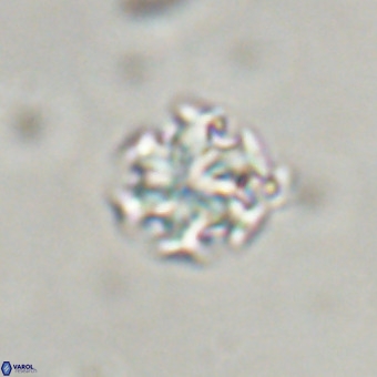 Discoaster stellimicros VR 19193