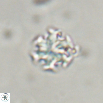 Discoaster stellimicros VR 19193
