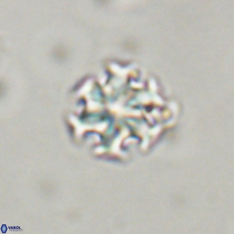 Discoaster stellimicros VR 19194