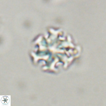 Discoaster stellimicros VR 19194