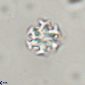 Discoaster stellimicros VR 19195