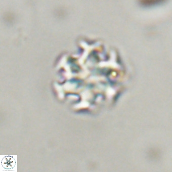 Discoaster stellimicros VR 19195