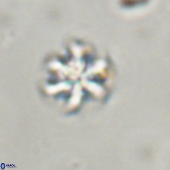 Discoaster stellimicros VR 19196