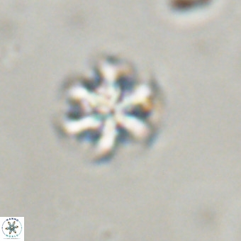 Discoaster stellimicros VR 19196