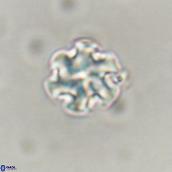 Discoaster stellimicros VR 19199