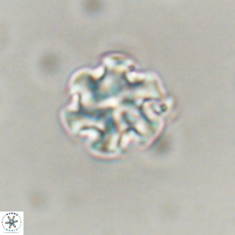 Discoaster stellimicros VR 19199