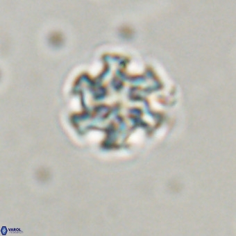 Discoaster stellimicros VR 19200