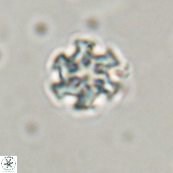 Discoaster stellimicros VR 19200