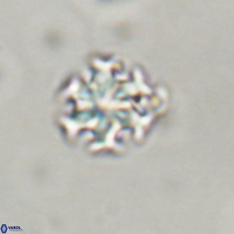 Discoaster stellimicros VR 19201