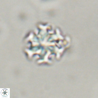 Discoaster stellimicros VR 19201
